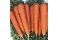 Музико F1 - морковь, 100 000 семян, калиброванные, Nickerson Zwaan  фото, цена